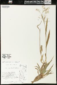 Luzula parviflora image