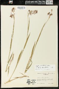 Luzula parviflora image