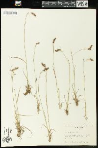 Luzula spicata image