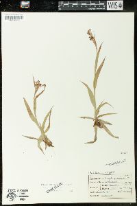 Luzula parviflora image