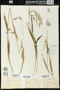 Luzula parviflora image