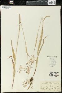 Luzula parviflora image