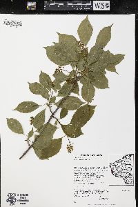 Celastrus scandens image