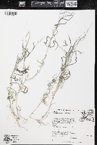 Muhlenbergia schreberi image