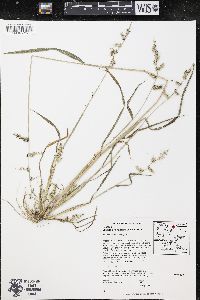 Echinochloa muricata var. microstachya image