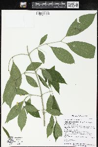 Euonymus atropurpureus image