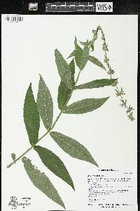 Stachys pilosa image