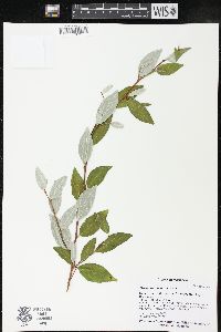 Elaeagnus umbellata image