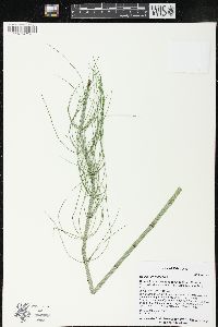 Equisetum fluviatile image