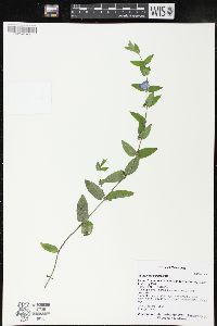 Scutellaria galericulata image