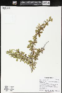 Berberis thunbergii image