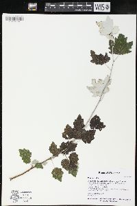 Populus alba image