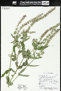 Stachys hispida image