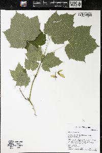 Acer spicatum image