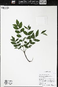 Zanthoxylum americanum image