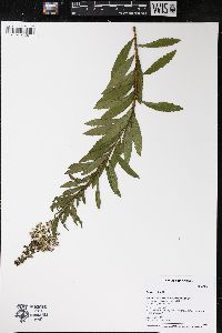 Spiraea alba image