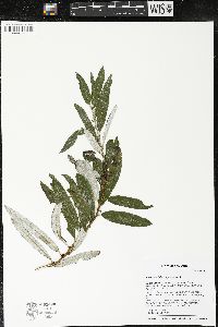 Salix candida image