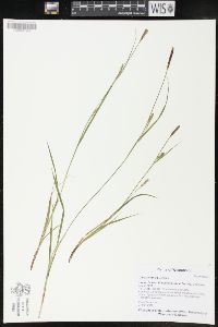 Carex tetanica image