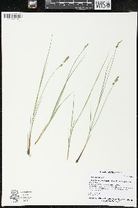 Carex sterilis image