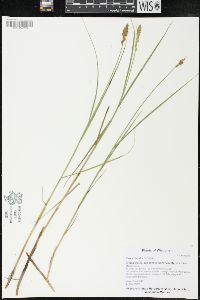 Carex diandra image