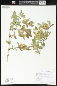 Lonicera morrowii image