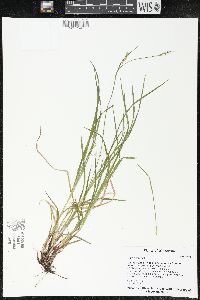 Carex woodii image