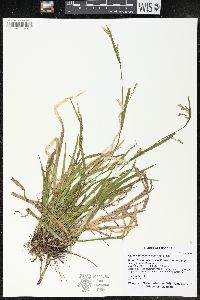 Carex leptonervia image