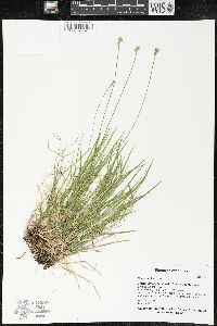 Carex peckii image