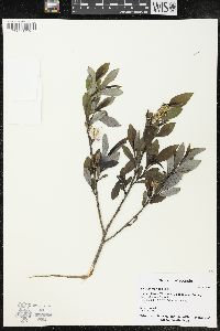 Salix myricoides image