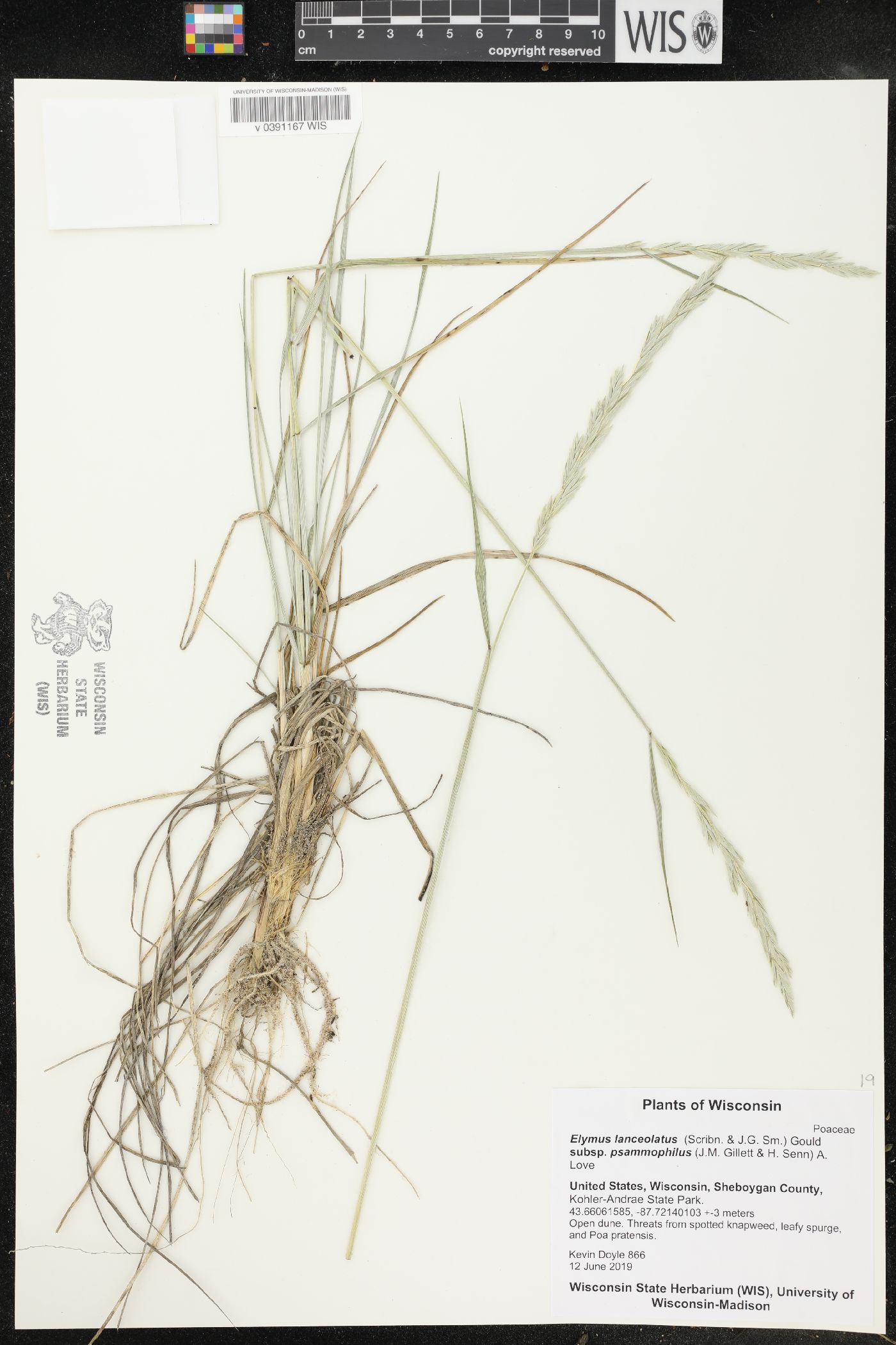 Elymus lanceolatus subsp. psammophilus image