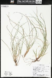 Carex tonsa image