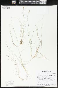 Carex gynocrates image