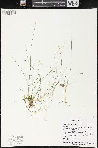 Carex gynocrates image