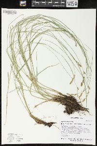 Carex prairea image