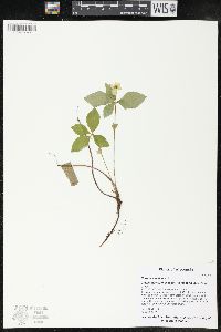 Cornus canadensis image