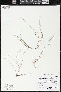 Carex gynocrates image