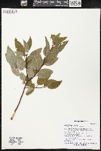 Salix pyrifolia image