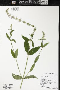 Stachys hispida image