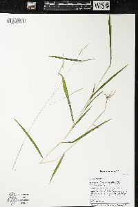 Leersia virginica image