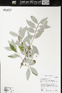 Elaeagnus umbellata image