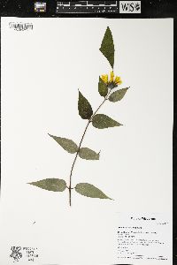 Helianthus strumosus image