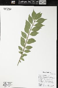 Euonymus alatus image