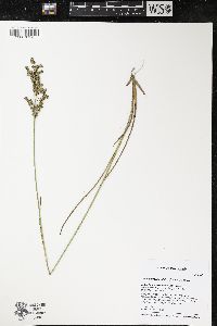 Juncus brevicaudatus image