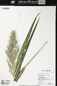 Echinochloa walteri image