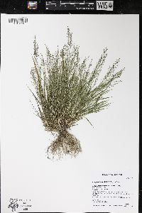 Eragrostis frankii image