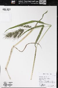 Echinochloa walteri image