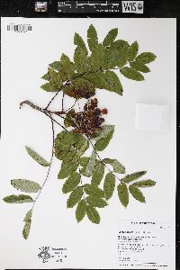 Sorbus decora image