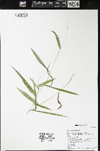 Leersia virginica image