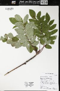 Sorbus decora image