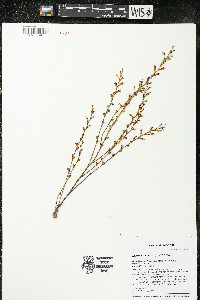 Epifagus virginiana image